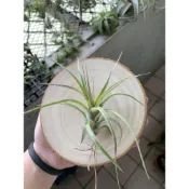 (店+)空氣鳳梨 艾瑞克 Tillandsia Eric Knobloch（貝可利x電捲）（經典美型捲葉品種）