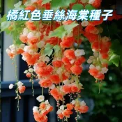 【橘紅色垂絲海棠種子】四季庭院陽台盆栽 緋寒櫻花樹 觀賞花木 易種植 造景植物 新手園藝 開花喬木種子