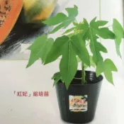 紅妃木瓜苗  木瓜苗 矮種木瓜 熱門品種(紅妃)~耐木瓜輪點病毒病，株型較矮 結果期甚早，結果力強 組織培養苗保證兩性株