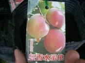 ╭＊田尾玫瑰園＊╯ 新品種水蜜桃-(豐香水蜜桃)