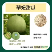 【台灣出貨 電子發票】翠妞甜瓜 種子 免削皮 甜脆 菜籽 翠妞 甜瓜 香瓜 哈密瓜 空中花園藝世界