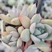 粉紅卡羅拉🔥穩根品#C🌵多肉植物❤️蘭心花卉