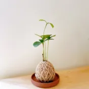 幸運木墨西哥鐵樹苔球 室內療癒植物 綠手指 懶人新手送禮植物 交換禮物 淨化空氣辦公室餐廳咖啡廳浴室廁所居家室內小盆栽🪴