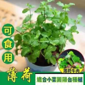 沐耕園|【臺灣現貨速發】百里香種子 驅蚊 驅蟲植物種子 薄荷種子 荊芥種子 四季陽台庭院盆栽地栽 小盆栽 新手懶人易種 