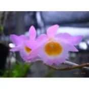 蟠龍石斛植盆 2寸盆一盆50元