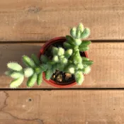 🌵福祥仙人掌🌵雷童錦 多肉植物