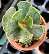 缺貨~ 天錦章 天錦章屬 3寸盆 多肉植物 綠化觀賞植栽 室內外植物 觀賞療癒植栽