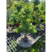 狀元紅（盆景雕塑）定價3600