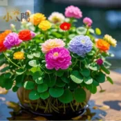 現貨+當日出貨 開花銅錢草種子【100粒贈送150粒】四季種植 多款花色銅錢草招財水培土培 子金錢草花卉室內水養