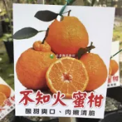 不知火蜜柑 請先洽詢 凸頂柑 醜柑 樹苗 不知火柑 嫁接苗 柑橘 盆栽 另有 春見 沙糖橘 蜜柑 黃金 金秋 柳丁 無籽