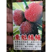 雲秀水果苗-東魁楊梅4吋半黑軟盆