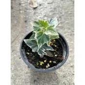 植系青屬-天使物語常春藤/常春藤/觀葉植物/三吋盆