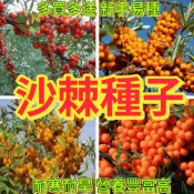 沙棘果種子 沙棘子 水果種子 耐寒抗旱 盆栽植物 果樹苗 景觀樹種 營養價值高 庭院植栽 室內外可種 觀賞食用兩用 稀有