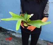 鹿角蕨 P (veitchii × bifurcatum)'white & shine' 二叉x銀鹿 白帥帥