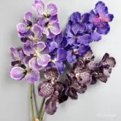 🔥臺灣出貨🔥婚禮手感衚姬花攝影拍照道具婚慶花束仿真花軟膠家居裝飾萬代蘭【春風花藝花房】 ICP9