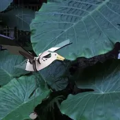 翼手龍平衡吊飾/材料包