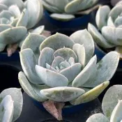 沅鈺農場   多肉植物   一吋盆/玉蝶