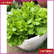 【2尺加厚】美植袋 移植袋 植栽袋 種菜袋 種樹袋 草莓袋 種薑袋 育苗袋 育苗盆 園藝資材 不織布 加厚 大