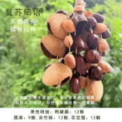 【手搖鈴】果殼風鈴 果殼搖鈴 風鈴吊飾 冥想 瑜伽 打坐 印尼果殼掛鈴自然樂器音療手搖鈴包包掛飾禮物果殼搖鈴風鈴