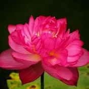 ↖狀元紅碗蓮荷花　(種子)　特價↗