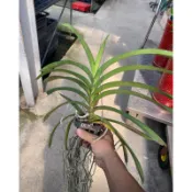 萬代蘭(藍紫色)--花期很長/5吋高約30-50cm/特價949 實物拍攝 可挑選