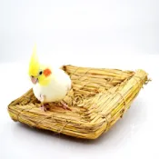 方草稻草盤│繁殖箱墊片│佳昱興寵物百貨│寵物鳥、鸚鵡用│繁殖巢箱