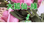 (店+)佛牌 維他命煥彩狐仙(小狐仙 古巴迷狐仙 歐若拉狐仙 魅惑狐仙 狐仙 招桃花 招人緣 招異性緣)