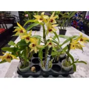 1.7吋 直立春石斛-巴比龍成熟株花苗-不帶花