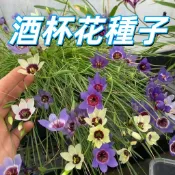【酒杯花種子】 細葉萼距花 雪茄花 陽台庭院盆栽 易種好照顧 多年生開花植物 台灣現貨