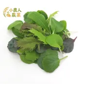 現貨隔日寄 嫩葉生菜種子  和風盛夏野菜 日系野菜   羽衣甘藍 打造耐熱 易種又養生的夏季輕食 蔬菜種籽