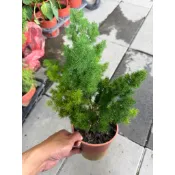 ★綠霖園藝★蓬萊松 5寸盆 室內植物/新興果樹/水果樹苗/果苗/嫁接/植物/盆栽