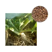 (店+)【蔬菜之家】大包裝C12.迷你白蘿蔔種子70克(白玉品種)
