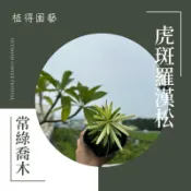 植得｜虎斑羅漢松｜常綠喬木·盆景素材