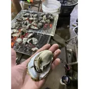 《合益文蛤行》東石鮮蚵 帶殼牡蠣 一斤60