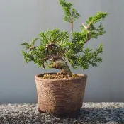 宮阪系魚川真柏迷你盆栽 松柏盆栽植栽 真柏盆景