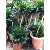 (店+)花森好市-室內盆栽**阿波羅千年木(雙株)**6-8吋盆/高40-50公分/常綠灌木狀 圓錐花序/MA