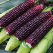 【CoCo園藝】吉咪紅玉米種子~Jimmy Red Corn，富含花青素，可食用或觀賞水果玉米蔬菜種子果菜