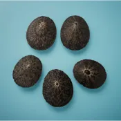 龜甲笠螺(擺飾/藝品材料)