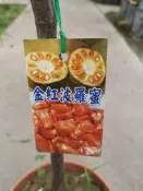 ╭＊田尾玫瑰園＊╯水果苗(金紅波蘿蜜)60cm500元