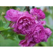 葡萄園之歌 Vineyard Song。悠遊山城(創始店)5-6吋盆玫瑰~特價350