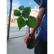 三寸盆桑椹桑葚苗穩根大粒果實🍒