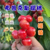 【布魯克斯櫻桃】4吋盆 熱帶平地改良種嫁接苗 陽台果園 櫻桃 櫻桃苗 水果苗 水果樹 果樹 水果盆栽 果樹盆栽 盆栽