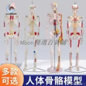 🎊可開票85cm人體模型骨骼模型170cm全身成人骨架人體模型小骷髏教學脊椎模型Moon精選百貨鋪12
