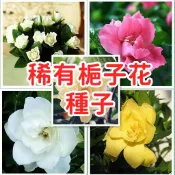 【稀有梔子花種子】玉堂春 黃梔子 黃枝花 山黃杷 香花植物 庭院觀賞 花卉種子 台灣適種 易栽培 芬芳白花 四季常開