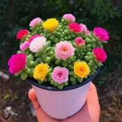 招財多肉開花種子玉墜彩色玉綴多肉種子植物盆栽室內陽台四季種植開花好養防輻射多肉花卉