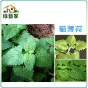 K14.貓薄荷種子0.18克(約200顆) (嫩葉可泡茶.加在沙拉中、燉肉或烤肉的調味.可做貓的玩具填料)【綠藝家】