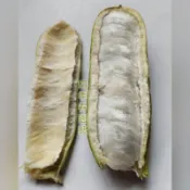 【四季春園藝】冰淇淋豆 盆苗 盆栽 印加豆