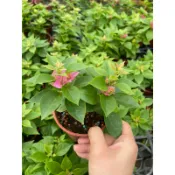 🪴綠植田園🪴日本八房九重葛/無刺九重葛/九重葛/3.5寸盆/觀葉植物/開花植物