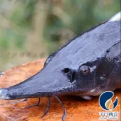 【千戶傳奇】鱘龍魚頭切塊，一包300元/300g，優質鱘龍骨膠、魚膠、膠原蛋白來源，漁場直送