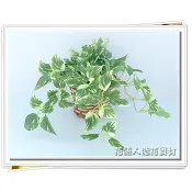 ◎花語人造花資材◎ 人造植物盆栽＊黃金葛小盆栽籐籃款(117葉)＊桌上型~ 可調整角度~增添綠意